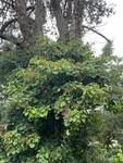 Plant name: Climbing Hydrangea Hydrangea anomala 